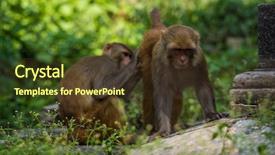  Presentation with kathmandu - Amazing PPT theme having pashupatinath temple in kathmandu nepal backdrop and a tawny brown colored foreground