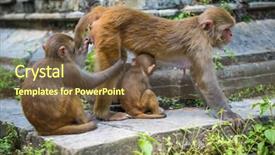  Presentation with kathmandu - PPT layouts with pashupatinath temple in kathmandu nepal background and a tawny brown colored foreground