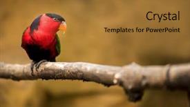  Presentation with parrot - Amazing theme having lorikeet - color parrot lorius lory sits backdrop and a red colored foreground