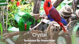 Presentation with parrots - Cool new slide deck with lorikeet - parrots backdrop and a violet colored foreground