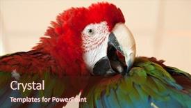  Presentation with parrot - Colorful presentation theme enhanced with lorikeet - pet animal - tropical parrot backdrop and a tawny brown colored foreground