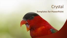  Presentation with animal cruelty cage bird s - Audience pleasing slide set consisting of lorikeet - red lory bird portrait backdrop and a sky blue colored foreground