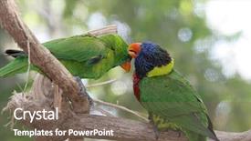  Presentation with green screen - Cool new PPT layouts with lorikeet and a green parrot backdrop and a  colored foreground