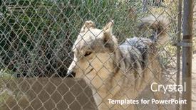  Presentation with wolf - 