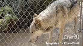  Presentation with wolf - 