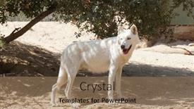  Presentation with wolf - 