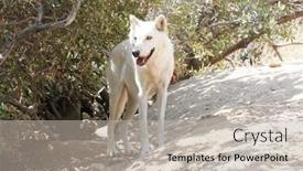  Presentation with wolf - 