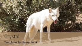  Presentation with wolf - 