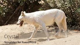  Presentation with wolf - 