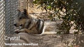  Presentation with wolf - 