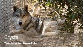  Presentation with wolf - 