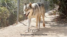  Presentation with wolf - 
