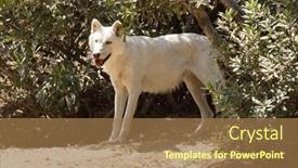  Presentation with wolf - 