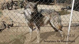  Presentation with wolf - 