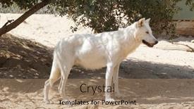  Presentation with wolf - 