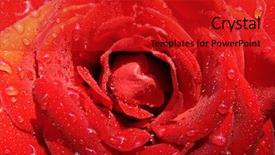  Presentation with red rose bush - Presentation theme having lose up water - red rose - gorgeous photo background and a  colored foreground