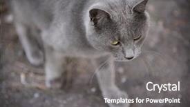  Presentation with walking cat - Cool new presentation with lost ground - cute cat walking in park backdrop and a gray colored foreground