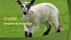  Presentation with speckled sheep - PPT layouts featuring lost sheep - brown speckled lamb background and a tawny brown colored foreground