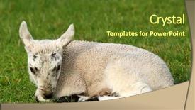  Presentation with spring - Amazing presentation theme having lost sheep - lamb lying down backdrop and a tawny brown colored foreground