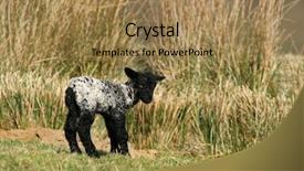  Presentation with new born - Presentation theme having lost sheep - new born black and white background and a coral colored foreground