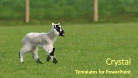  Presentation with new born - PPT theme with lost sheep - new born lamb running alone background and a tawny brown colored foreground