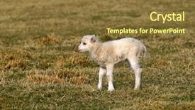  Presentation with new born - Presentation enhanced with lost sheep - new born lamb standing alone background and a tawny brown colored foreground