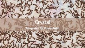  Presentation with ant - Beautiful presentation design featuring lot of ants backdrop and a coral colored foreground