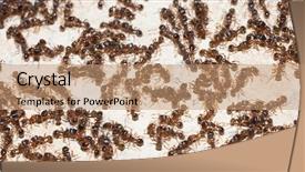  Presentation with ant - Presentation theme with lot of ants background and a coral colored foreground