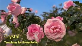  Presentation with pink rose - Slide set enhanced with lot-of-beautiful-blooming-roses background and a tawny brown colored foreground