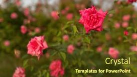  Presentation with growing - Presentation having lot-of-beautiful-blooming-roses background and a tawny brown colored foreground