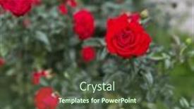  Presentation with growing - Slide set featuring lot-of-beautiful-blooming-roses background and a tawny brown colored foreground