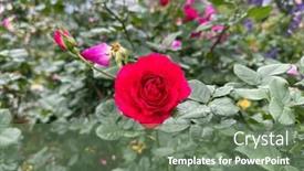  Presentation with growing - PPT theme with lot-of-beautiful-blooming-roses background and a ocean colored foreground