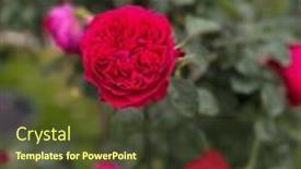  Presentation with growing - PPT layouts having lot-of-beautiful-blooming-roses background and a tawny brown colored foreground