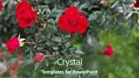  Presentation with growing - PPT layouts featuring lot-of-beautiful-blooming-roses background and a tawny brown colored foreground