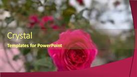  Presentation with growing - Slide deck featuring lot-of-beautiful-blooming-roses background and a tawny brown colored foreground