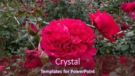  Presentation with growing - PPT theme featuring lot-of-beautiful-blooming-roses background and a violet colored foreground