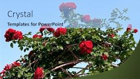  Presentation with growing - Presentation design featuring lot-of-beautiful-blooming-roses background and a light blue colored foreground