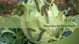  Presentation with eat - Amazing PPT layouts having lot-of-caterpillars-close-up backdrop and a mint green colored foreground