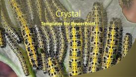  Presentation with eat - Beautiful presentation theme featuring lot-of-caterpillars-close-up backdrop and a violet colored foreground