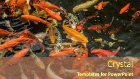  Presentation with swimming - PPT theme with lot-of-colorful-asian-carps background and a red colored foreground