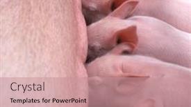  Presentation with pig - Presentation theme with lot-of-little-pigs background and a coral colored foreground