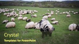  Presentation with sheep - Slide set enhanced with lot of sheep on mountain field background and a tawny brown colored foreground