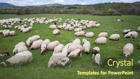  Presentation with sheep - Presentation theme consisting of lot of sheep on mountain field background and a tawny brown colored foreground