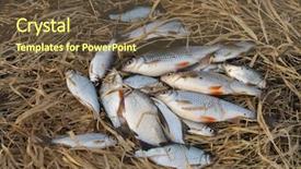  Presentation with old fishing boat - Cool new PPT theme with lot of small roach fish backdrop and a tawny brown colored foreground
