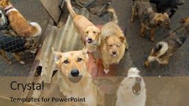  Presentation with dogs - Beautiful presentation featuring strays - lot of stray dogs backdrop and a coral colored foreground