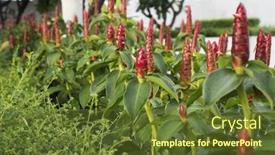  Presentation with tropical flowers - PPT theme enhanced with lot of tropical beautiful blooming red ginger flowers background and a tawny brown colored foreground
