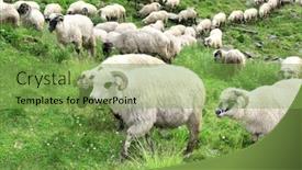  Presentation with pasture - Slide set enhanced with lot-sheep-on-green-meadow background and a seafoam green colored foreground