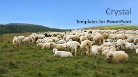  Presentation with sheep - Theme having lot sheep on green meadow background and a light blue colored foreground