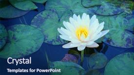  Presentation with water lily - Slides having loto - beautiful water lily flower background and a navy blue colored foreground