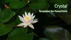  Presentation with water lily - Amazing PPT layouts having loto - beautiful water lily flower backdrop and a wine colored foreground